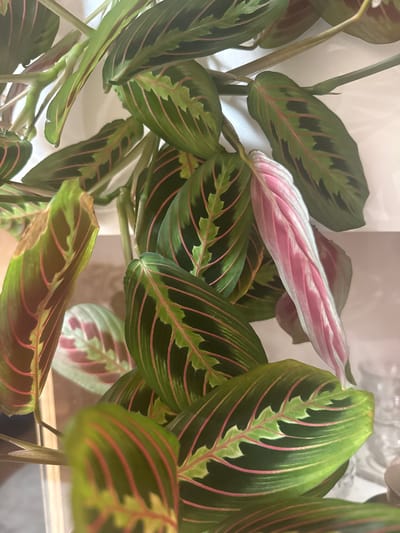 The image shows a close-up view of a Maranta leuconeura, commonly known as a prayer plant. The plant has vibrant green leaves with distinctive red veins and lighter green markings. Some leaves are curled or partially unfurled, and one leaf is predominantly pink and white, likely a new growth. The plant appears to be in a well-lit indoor environment. There is no indication of the city of Kuril'sk, Russia in the image, nor are there any people or specific objects that would place it there. The background is softly blurred, suggesting the focus is entirely on the plant.