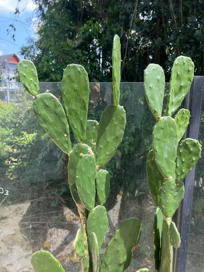 A close-up shot features a green prickly pear cactus growing against a reflective glass surface. The cactus pads, characterized by small white areoles, are a vibrant green color and appear healthy. The glass reflects the surrounding outdoor environment, including foliage, a building with a red roof, and glimpses of the sky. The glass frame is visible at the top of the shot, and indistinct writing is present on the lower right corner of the glass. The location is Buduk, Indonesia.