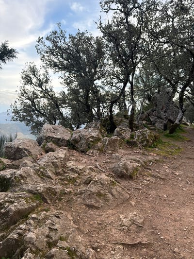 The image displays a rocky, wooded landscape situated in the vicinity of Peso da Régua, Portugal, under a partly cloudy sky during daylight hours. The foreground consists of an uneven, reddish-brown dirt path and exposed ground, densely integrated with numerous light grey to brown geological rocks. These rocks, varying in size, exhibit patches of green moss and lichen. Exposed tree roots are visible on the ground. The midground is characterized by a cluster of trees with dark, gnarled trunks and branches, featuring sparse dark green foliage, indicative of evergreen or semi-evergreen species. More large, moss-covered rock formations are interspersed among the tree bases. To the far left background, a hazy, blue-grey landscape of distant hills or mountains is visible, suggesting an elevated viewpoint overlooking a valley. The sky above is light blue with scattered white, wispy cloud formations. No human figures, animals, or artificial structures are present in the scene.