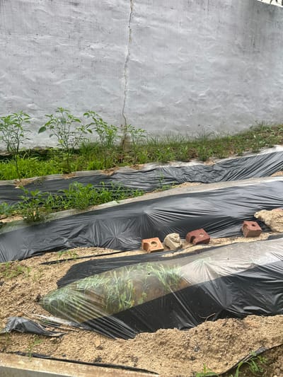 An outdoor garden scene in Cheongju-si, South Korea features rows of young plants growing beneath black plastic sheeting, possibly for weed control or to retain moisture. The sheeting is laid over sandy soil, with some areas uncovered where small green shoots are emerging. In the background, a rough, white-painted concrete wall shows a vertical crack. Several broken bricks are placed on top of the plastic sheeting in the middle ground, acting as weights. The overall impression is one of a recently planted or actively cultivated garden area, likely a backyard or allotment.