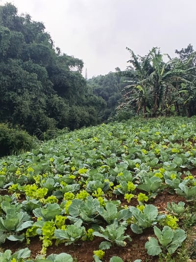 This image depicts a cultivated agricultural field on a slope in Makilala, Philippines. The foreground and midground feature numerous rows of green leafy plants, primarily mature cabbage heads and smaller, lighter green lettuce plants, growing in dark brown soil. To the left, a dense, dark green forest covers a steep hillside, extending upwards towards the horizon. To the right, a cluster of tall banana trees with large green leaves stands at the edge of the cultivated area, bordering more distant foliage. In the far background, partially obscured by the dense tree line and visible through a break, a tall, slender communication or power transmission tower can be seen on a distant hill. The sky overhead is overcast and light gray, indicating a cloudy day. No human figures or discernible man-made structures other than the distant tower are visible.