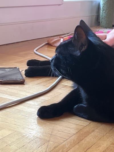A black cat lies on a wooden floor, its body extending to the right of the frame. In the foreground, to the left, a smartphone is placed on the floor, oriented horizontally. A white cord runs across the floor from the upper left to the lower right, passing near the cat and the phone. The background shows a white baseboard and a slightly blurred window area with some fabric elements. The scene appears to be indoors. The image does not provide any information to determine its location in L'Haÿ-les-Roses, France.