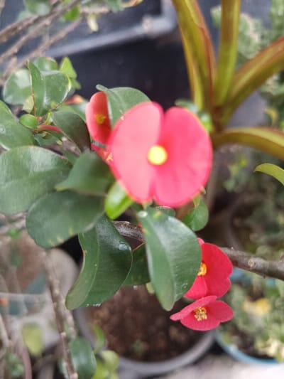 The image presents a close-up, high-angle view of a blooming plant identified as a Crown of Thorns (Euphorbia milii), situated in Ouderkerk aan de Amstel, Netherlands. The central focus is on several vibrant red to fuchsia-colored flowers, which are technically bracts, each featuring a distinct yellow center. One large flower is prominently positioned in the upper center, partially out of focus, while two smaller, sharper flowers appear below and to the right. Numerous elliptical, dark green leaves with visible vein patterns are distributed along the plant's branches. The stems are woody and brownish. The plant is potted in dark brown soil within a dark-colored container. The background is largely out of focus, revealing blurred outlines of other potted plants and containers, consistent with a garden or patio environment. Natural light illuminates the scene uniformly. No human figures or discernible interactions are present.