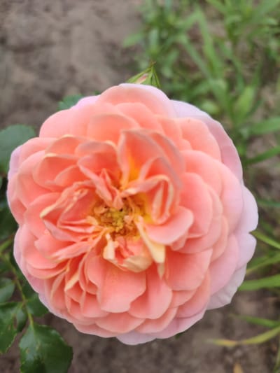 A close-up, eye-level, outdoor shot features a blooming peach-colored rose in the foreground, its petals unfurling in layers. The rose's center is a vibrant yellow, with visible stamens. To the left of the rose, dark green leaves are visible. The background is softly blurred, showing brown soil and streaks of green grass. The image appears to be taken in Kvitneve, Ukraine. There are no people or animals present.