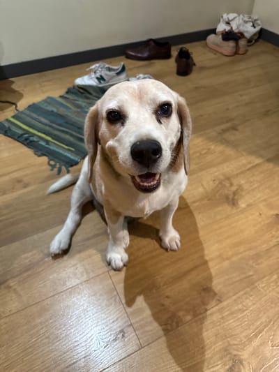 A tan and white Beagle-type dog is seated on a light-colored wooden plank floor, positioned centrally and looking directly at the viewer with an open-mouthed expression revealing its teeth. Its body is angled slightly to the left, with a prominent shadow cast to its right on the floor. In the background, a light-colored wall with a dark gray baseboard runs horizontally. Adjacent to the wall, various objects are present: a striped rug in shades of green and blue, upon which a pair of white New Balance sneakers with green accents rests. Further to the right, a dark brown leather dress shoe is visible, alongside another dark brown shoe, and a pile of light-colored shoes or slippers with some folded fabric in the far right corner. The scene is located in a room in the city of Dumbéa, France.