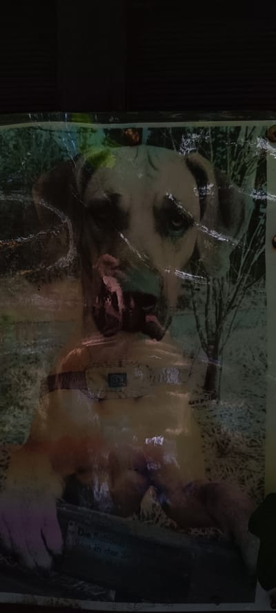 The image is a photograph of a dog, likely a Great Dane, with a distressed or mournful expression. The dog is wearing a harness or collar with a small tag. The background appears to be a snowy or wintry landscape with bare trees. The photograph itself is overlaid with a reflective surface, possibly plastic sheeting or a protective coating, which distorts the image and creates glare. There is text visible on a plaque or surface at the bottom of the image, appearing to be in German. While the specific location in Winnenden, Germany, is not evident from the image itself, the presence of German text suggests a connection to a German-speaking region. The overall tone of the image is somber, possibly indicating a memorial or a photograph taken during a difficult time.