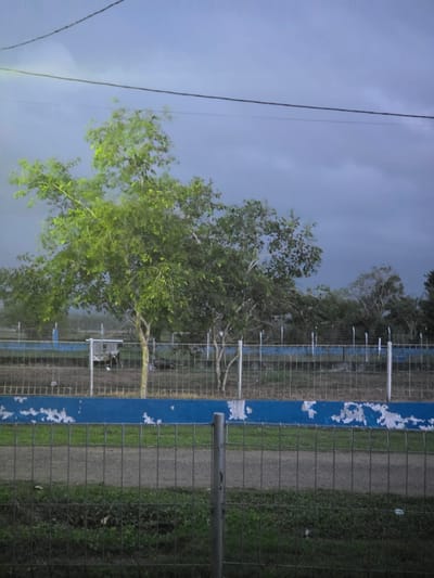 The image captures an outdoor landscape in Pintomakmur, Indonesia, under an overcast sky. The upper portion of the frame is dominated by a heavy, gray, cloudy sky, suggesting a dim day, potentially before rain. Thin black wires or cables stretch horizontally across the sky, implying utility lines.
In the middle ground, a wire mesh fence runs horizontally across the scene. A prominent blue-painted horizontal beam, part of the fence structure, shows significant peeling, revealing white patches beneath the blue paint. Behind the fence, several trees with green foliage are visible. One tree towards the left-center stands out with particularly bright, vibrant green leaves, creating a focal point against the muted sky.
The lower part of the image shows the ground beyond the fence. A dirt path or track runs horizontally, bordered by patches of green grass and other low vegetation. No people or specific activities are visible, presenting a static, tranquil view of the area. The overall mood is quiet and somewhat subdued due to the overcast weather. There is no visible text in the image.