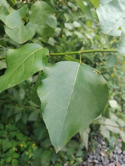 The image shows a close-up of green leaves on a tree branch. The leaves are broad and ovate with serrated edges and prominent veins. The branch is thin and green, with small white dots. The background is blurred and consists of more green foliage and some grey gravel. The lighting is natural, suggesting an outdoor setting. The image does not show any people, actions, or interactions. The location in the city of Буланаш, Russia, cannot be determined from the visual information provided.
