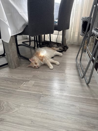 An indoor scene depicts a light-colored, fluffy cat lying on its side on a light grey, wood-patterned floor. The cat has light orange and white fur and is looking towards the viewer with yellow eyes. Behind the cat, a darker, grey cat is lying down, partially obscured. The cats are positioned under a dining table with a white tablecloth draped over it. The table has thick, grey legs and black metal supports. In the background, two dark grey, textured chairs are visible. To the right of the chairs, sheer white curtains hang near a window, and a grey cat tree or carrier is partially visible, along with metal shelving. The scene suggests a domestic environment, likely a home in Wolfsburg, Germany.