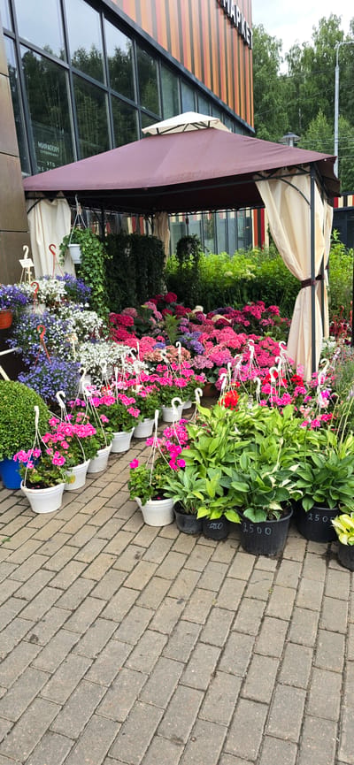 The image shows an outdoor flower market in front of a building with a facade of vertical, multi-colored stripes and large windows. A brown gazebo with cream-colored curtains covers a display of numerous potted plants and hanging baskets filled with a variety of flowers, primarily in shades of pink, purple, and white. Some of the plants appear to be hydrangeas, while others are smaller flowering plants and greenery. Several black plastic pots in the foreground have prices written on them in white chalk: "1200", "2500", and "250". In the background, lush green trees are visible, suggesting a suburban or natural setting. The ground is paved with light gray brick pavers. The scene is static and appears to be taken during daylight hours under an overcast sky. No people are visible in the image.