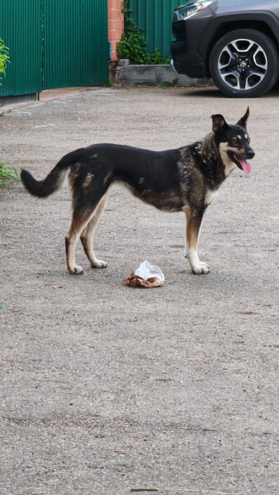 A medium-sized, mixed-breed dog with black, tan, and grey fur stands on a paved surface in front of a green corrugated metal fence. The dog is facing to the right, with its tongue hanging out and mouth slightly open. Its tail is curved upwards. To the right of the dog, there is a crumpled white plastic bag with brown contents inside, lying on the ground. In the background, a dark-colored SUV is partially visible, along with a brick structure and some green foliage. The environment appears to be an outdoor area, possibly a residential or industrial yard, located in the city of Burdakovka, Russia.