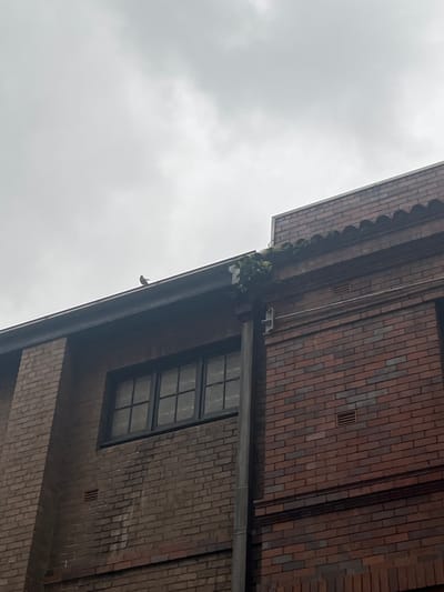 A brick building stands against a cloudy sky. A gutter runs along the building's edge, with plants growing on top. A window with multiple panes is visible. A pipe stretches horizontally across the building's facade. Small vents are interspersed within the brickwork.