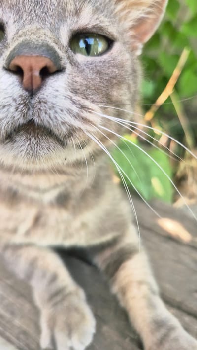 The image is a close-up, slightly tilted, shot of a grey tabby cat's face and upper body. The cat is lying down, with its head turned towards the camera. Its green eye is prominent, reflecting some light. The cat's nose is a soft pinkish-brown. Its whiskers are long and white, fanning out from its muzzle. The background is a blur of green foliage and what appears to be a wooden surface, suggesting the cat is outdoors, possibly in a garden or on a deck. The lighting appears to be natural, indicating daytime. The cat's expression is relaxed, with its eyes slightly narrowed and its body at ease, conveying a sense of calm and contentment. There is no visible text in the image.