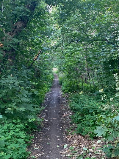 An unpaved path winds through a dense, green forest. The path is narrow and appears well-trodden, with scattered leaves and dirt visible on its surface. Lush vegetation, including various types of trees and undergrowth, lines both sides of the path, creating a natural tunnel effect. The sunlight filters through the leaves, casting dappled shadows on the ground. The overall scene conveys a sense of a secluded, natural environment. The location is in the city of Antratsyt, Ukraine.