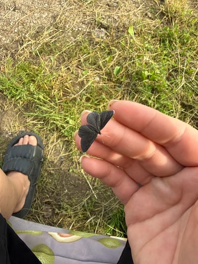 A person's hand is holding a small black butterfly with white tips on its wings. The butterfly is perched on the person's index finger, with its wings closed. The hand is lightly touching the butterfly. In the background, dry grass and dirt are visible. To the left of the hand, a person's foot wearing a black sandal is visible. The scene appears to be outdoors, possibly in a rural or natural setting. The provided location of Zamosh'e (Zaklinskoe S/P), Russia, indicates the general geographic context.