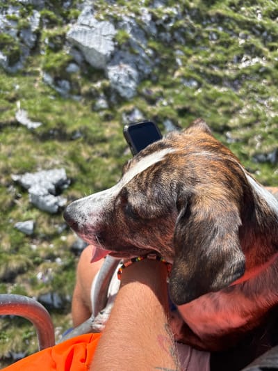 A brindle and white dog is being held by a person on what appears to be a ski lift, as evidenced by the metallic bars in the foreground. The dog is wearing a beaded bracelet on its wrist. A smartphone is resting on the dog's head. The background shows a rocky, grassy mountainside. The image is taken from a high angle, looking down on the subjects. The location is Motički gaj, Montenegro.
