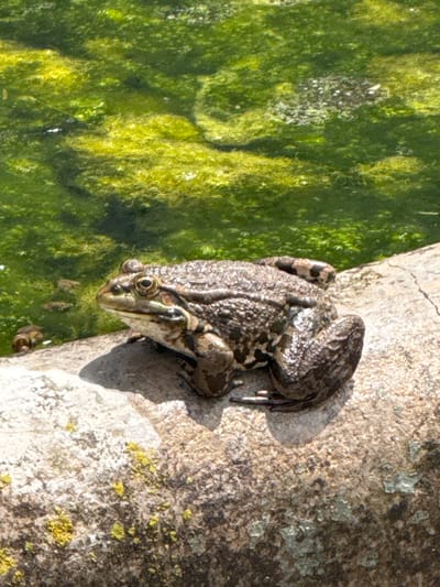 An overhead shot captures a frog resting on the edge of a light-colored, rough concrete or stone surface. The frog, mottled in shades of brown and green with dark markings, is positioned with its head facing a body of water that fills the left portion of the frame. This water is densely covered in vibrant green algae or aquatic vegetation, suggesting a still or very slow-moving water source. Strong, defined shadows cast by the frog and the edge of the surface indicate bright sunlight, suggesting it is daytime under clear skies. The texture of the concrete or stone is prominent, showing wear and possibly some light-colored lichen patches. The frog appears alert, with its eyes clearly visible. The scene depicts a natural or semi-natural outdoor environment, potentially a pond, river bank, or drainage channel in Dragovishtitsa, Bulgaria. There is no visible text.