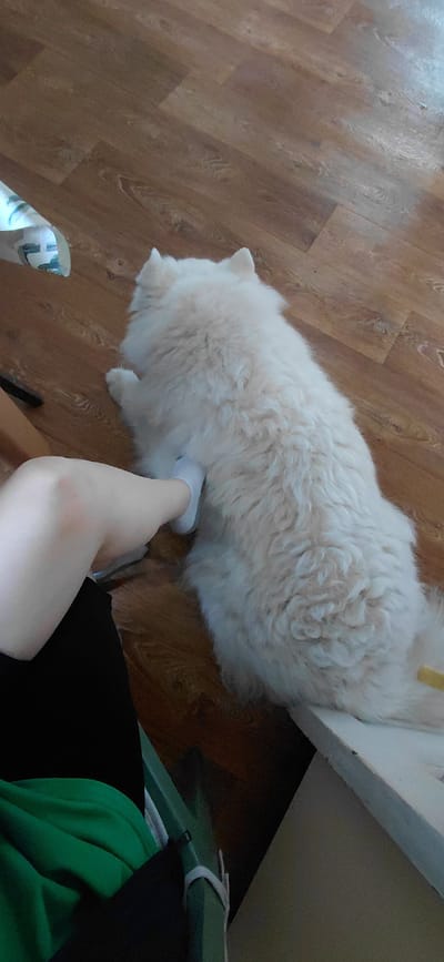 A person's leg, wearing a white sock, is visible in the lower left of the frame, bent at the knee, with the foot placed on the back of a large, fluffy, cream-colored dog. The dog is lying on a wooden floor. The scene appears to be indoors, with a portion of a white surface, possibly a piece of furniture, visible in the lower right corner. The lighting is dim and appears to be natural light coming from the right. The image is taken from a high angle, looking down at the dog and person's leg. There are no specific geographical landmarks visible to indicate a location in Tashkazgan, Russia.