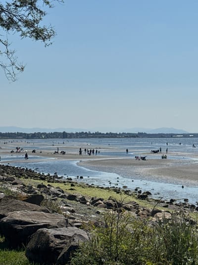 The image depicts a low tide scene at White Rock Beach, Canada. The foreground features large, dark rocks and green grass. The middle ground shows a vast expanse of wet sand, revealing shallow pools of water and channels formed by the receding tide. Numerous people are scattered across the sand, engaged in various activities. Some are walking, others are sitting or kneeling, possibly looking for shells or enjoying the view. A few individuals are gathered in groups, indicating social interaction. In the distance, a treed shoreline with buildings is visible, backed by a range of mountains under a clear blue sky. The overall atmosphere is peaceful and recreational, typical of a summer day at the beach.