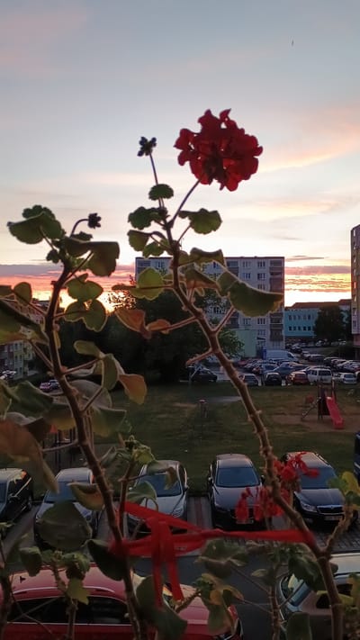 The image captures a sunset view from a residential building in Sokolov, Czechia. In the foreground, the blurred branches and leaves of a plant, possibly a geranium with red flowers, frame the scene. The sky displays a gradient of colors, with hues of pink, orange, and purple indicating the setting sun. Below the sky, apartment buildings and trees are visible. In the middle ground, a playground with a red slide and a climbing structure is situated on a grassy area. Adjacent to the playground is a parking lot filled with various cars. The overall scene depicts a common urban landscape during twilight.