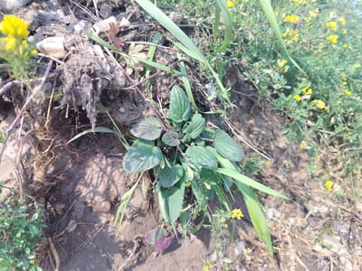 The image shows a close-up view of a patch of ground with various plants and soil. The ground is a mix of dry soil, small rocks, and exposed roots. There is a cluster of green, leafy plants with some purple undersides in the center of the frame. To the left, a few small yellow flowers are visible among the rocks and soil. In the background, more greenery and small yellow flowers are present, suggesting a natural or semi-wild environment. The lighting indicates it is daytime, likely outdoors. There are no people or animals visible in the image. The scene appears to be a natural ground cover, possibly on a slope or embankment.