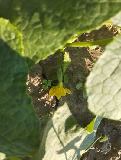 The image shows a close-up view of a small cucumber plant in its early stages of growth. The plant is situated in dry, cracked soil, suggesting a warm and possibly arid environment. Large, vibrant green leaves of the cucumber plant frame the central subject, creating a natural enclosure and casting shadows on the ground.
The focal point is a young cucumber fruit, identifiable by its prickly green skin and developing shape. Attached to the fruit is a bright yellow flower, which appears to be in bloom. A delicate tendril, characteristic of cucurbits, is coiled near the flower. Small green weeds are sparsely scattered in the soil around the base of the plant.
The lighting suggests it is daytime, with the sun casting distinct shadows, indicating either morning or late afternoon. The overall scene conveys a sense of growth and nature in an agricultural or garden setting. There are no people or visible text in the image. The location context of Voroshylivka, Ukraine, provides a geographical setting for this natural scene.