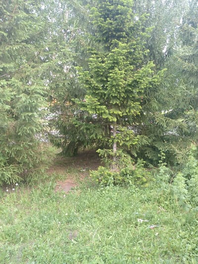 A view of evergreen trees and overgrown grass in Polysayevo, Russia. The trees are densely packed, with some branches reaching down to the ground. The grass is a mixture of green weeds and a few dandelions. In the background, a dirt path is visible, leading into the trees. The overall impression is one of an untamed, natural landscape within a city.