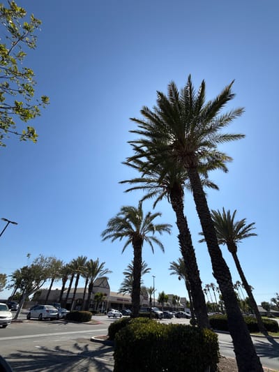 In Fontana, California, USA, a bright, clear day unfolds. Tall palm trees dominate the foreground, their fronds reaching towards the brilliant blue sky, with the sun partially obscured behind one of the largest trunks, creating a silhouette effect. In the mid-ground, a row of shops with beige and brown facades stretches across the scene, identified by signs including "Francesca's Boutique" and what appears to be a restaurant. A parking lot separates the shops from the foreground, with several vehicles parked and driving. Cars, including a silver sedan and a white sedan, are visible on the asphalt. Lush green bushes line the edge of the parking lot and separate different areas of the lot. In the far distance, more palm trees and buildings can be seen under the clear sky. A streetlamp is positioned on the left side of the frame. The ground is paved with asphalt and concrete, with some areas showing dark shadows cast by the palm trees. The overall scene depicts a commercial area bathed in strong sunlight.