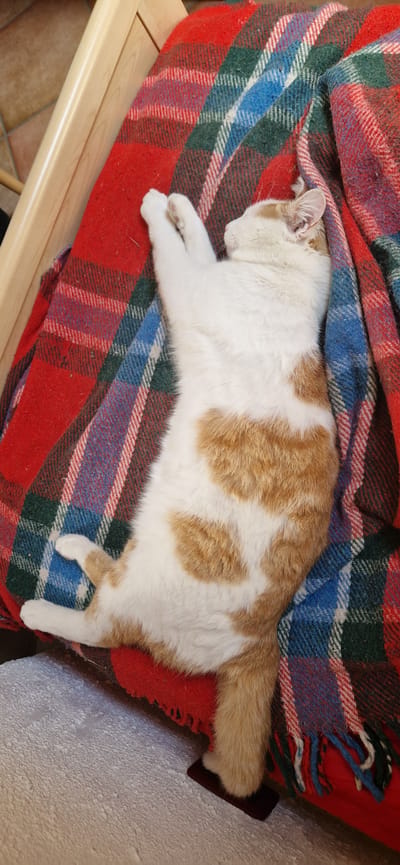In Brusson, Italy, a white and orange cat is captured in a state of deep sleep, draped across a red, blue, and green plaid blanket. The cat is lying on its back with its paws extended upwards, seemingly in a relaxed and peaceful slumber. Its fur is a mix of white and patches of warm orange, forming a natural, heart-like pattern on its body. The blanket itself is folded and draped around the cat, with tassels visible at the edges. The background suggests an indoor setting, possibly a cozy corner of a home, with hints of wooden furniture and flooring. The lighting is soft, contributing to the tranquil atmosphere of the scene.