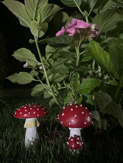In a dimly lit garden at night, three decorative mushroom figurines are placed in the grass. Two larger mushrooms, painted red with white spots and white stems, stand prominently. A smaller, similar mushroom is positioned in front of one of the larger ones. Behind the mushrooms, a lush green plant with large leaves and clusters of pink flowers is visible. The overall scene suggests an outdoor garden setting, possibly illuminated by artificial light, creating a somewhat eerie or whimsical atmosphere. There are no people or animals present in the image. The location of Agronom, Russia is not discernible from the visual information provided.