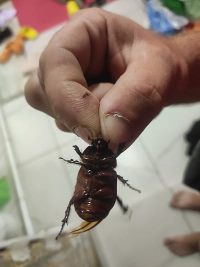 A hand is holding a large, dark brown beetle upside down. The beetle's legs are splayed out, and its wing covers are slightly ajar, revealing a lighter, yellowish membrane underneath. The beetle appears to be a rhinoceros beetle or a similar type of scarab beetle, characterized by its robust body and the hint of a horn on its head, though the horn is not clearly visible. The hand holding the beetle has short, dirty fingernails and a small cut or abrasion on the thumb. The background is blurred, showing a tiled floor and hints of objects in the distance, including what appears to be a red surface and some soft toys, suggesting an indoor domestic setting. The lighting appears to be artificial, indicating it is likely not daytime. The overall impression is a candid snapshot of someone examining an insect.