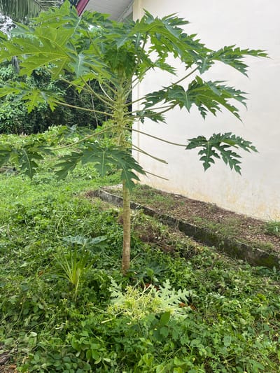 In the city of Buketguru, Indonesia, a young papaya tree stands prominently in a patch of overgrown grass, its large, deeply lobed leaves a vibrant green. The tree's thin, light brown trunk is visible, rising from the dense vegetation. To the right of the papaya tree, a pale yellow wall, likely part of a building, forms the backdrop, showing some signs of age with faint discoloration. In front of the wall, a narrow, concrete-lined drainage ditch runs horizontally, filled with soil and sparse vegetation. The surrounding ground is a thick carpet of various green plants, some appearing to be recently cut. The overall environment suggests a slightly neglected but natural outdoor setting. There are no people or animals visible in the image.