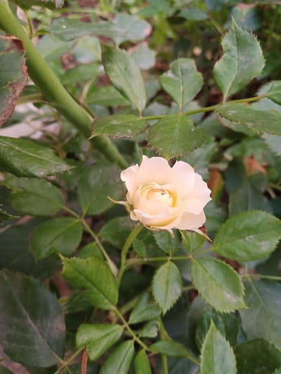 The image is a close-up, high-angle shot of a single, light yellow rosebud surrounded by green rose leaves and a green stem. The rosebud is in focus and centered in the frame. The leaves and stem are also green, with some visible veins and serrated edges on the leaves. The background is blurred and consists of more foliage, suggesting an outdoor environment. There are no people or explicit actions depicted. The lighting appears to be natural and diffused. The scene is likely located in a garden or natural setting. The image does not provide information specific to Beşik-Jon, Kyrgyzstan.
