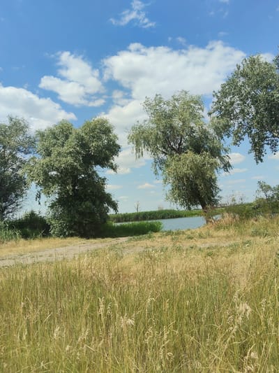 A vertical shot captures a serene riverside landscape under a bright, blue sky dotted with fluffy white clouds. The foreground is dominated by tall, dry grass, its golden hues suggesting a warm, sunny day. A dirt path winds its way through the grass, leading towards a body of water.

On the left side of the image, a large, leafy tree with silvery-green foliage stands prominently, its branches reaching outwards. To its right, another similar tree, also abundant with leaves, leans slightly towards the water. In the distance, a line of green reeds borders the calm, blue water of the river. Beyond the reeds, the landscape appears to be a mix of dry vegetation and sparse trees, with a single dead tree standing starkly against the sky. The overall atmosphere is peaceful and natural. The time of day appears to be daytime, with the bright sunlight casting gentle shadows and highlighting the textures of the grass and trees. The weather is clear and fair, ideal for outdoor scenery. The location is suggested to be Bilyaivka, Ukraine, which is consistent with the type of vegetation and landscape depicted. No people or specific objects are present, and no text is visible.