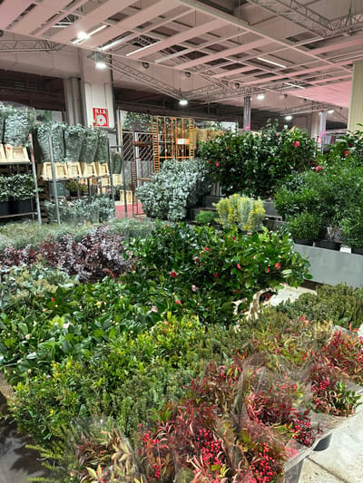 Various greenery, including camellias with pink flowers, leafy shrubs, and plants with red berries are displayed indoors. Some are arranged in bulk and wrapped in plastic. They are displayed on shelves or in containers. The location appears to be a large indoor market or trade show, with a visible ceiling structure and lighting fixtures.
