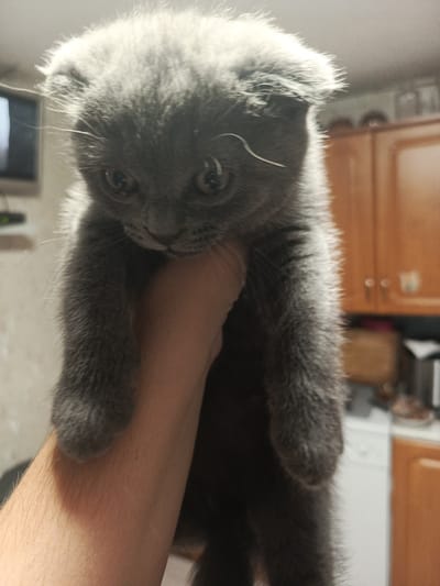 A close-up, eye-level shot captures a grey Scottish Fold kitten being held by a person's hand. The kitten's ears are folded, and its large, round eyes are looking downwards. Its fur appears fluffy and slightly disheveled, with a few stray hairs visible around its head. The background is softly blurred, showing kitchen cabinetry and a white appliance, suggesting an indoor domestic setting. The scene is well-lit, with a strong light source casting highlights on the kitten's fur. The image does not provide any information that would allow for a determination of its location in Meget, Russia.