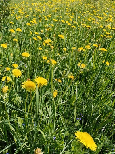 The image depicts a field of dandelions in Verkhnii Dvor, Russia. The scene is dominated by green grass interspersed with numerous yellow dandelion flowers. Some of the dandelions are in full bloom, while others are still in bud or have already gone to seed. The field appears to be overgrown, with the grass and dandelions growing densely together. There are no people or animals visible in the scene. A few small blue flowers can be seen among the grass and dandelions. The image is taken during daylight, with sunlight casting shadows on the scene.