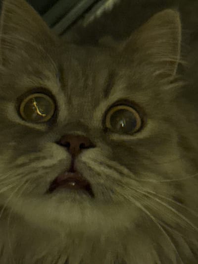 This is a close-up, slightly blurry, eye-level photograph of a grey cat's face. The cat has large, round eyes with a yellowish tint reflecting light. Its nose is a dark pinkish-brown, and its mouth appears slightly open. The cat's fur is long and fluffy, with prominent whiskers. The lighting is dim, creating shadows and giving the image a dark, muted tone. The background is out of focus and appears to be a dark, possibly indoor setting. There is no visible indication of the cat's location in Raivka, Ukraine, or any other specific geographical context. The image is a portrait of the cat's face.