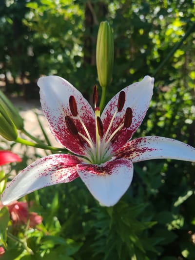 A close-up, eye-level, vertical outdoor shot focuses on a white lily flower with dark red speckles, its petals unfurled. The flower's center displays prominent stamens with dark brown anthers and a pale yellow pistil. To the left of the main flower, two unopened green lily buds are visible. The background is a soft-focus tapestry of lush green foliage, suggesting a garden setting. The lighting indicates a bright, sunny day, casting subtle shadows on the petals and highlighting the vibrant colors. The image was taken in Kocherinovo, Bulgaria.