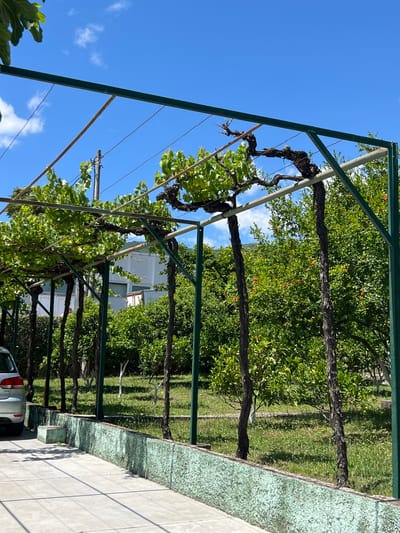A ground-level, eye-level outdoor shot captures a sunny day in Bijela, Montenegro, with a clear blue sky and scattered white clouds. In the foreground, a light-colored paved walkway is illuminated by dappled sunlight, casting long shadows from an unseen structure to the left. To the right of the walkway, a textured, light green concrete wall runs horizontally across the frame.
Beyond the wall, a garden area unfolds. A metal pergola, painted green, extends from the left side of the image, supporting thick, gnarled grapevines with abundant green leaves. Several upright posts of the pergola, also green, anchor the structure. To the right of the grapevines, a grove of leafy green trees, possibly citrus or pomegranate trees, is visible, dotted with small orange-red fruits. These trees are supported by dark, rough-barked trunks.
In the far left of the frame, the rear passenger side of a silver Volkswagen hatchback is partially visible. In the background, a white building with windows and what appears to be a white shipping container or truck are situated behind the garden. The overall scene suggests a residential or private garden area in a Mediterranean climate.