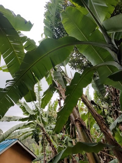 Lush green banana leaves fill the frame, their broad surfaces catching the light. The stems of the banana plants rise, some bearing clusters of unripe green bananas. In the background, glimpses of other trees and foliage add depth. A corner of a building with a blue roof is visible in the lower left, suggesting a dwelling amidst the tropical vegetation. The sky is overcast, casting a soft light on the scene.