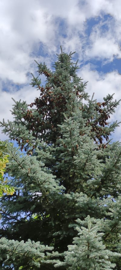 A vertical, close-up shot captures the upper branches and foliage of a blue spruce tree, its needles a striking blue-green hue. The tree is laden with numerous brown pine cones of varying sizes, some hanging down, others pointing upwards. The dense evergreen branches create a textured pattern against a backdrop of a bright blue sky dotted with fluffy white clouds. Sunlight filters through the branches, highlighting the texture of the needles and the cones. In the lower left corner of the image, a hint of another tree with yellow-green foliage is visible. The overall impression is one of a sunny day, possibly in late summer or early autumn, given the abundance of mature cones. The scene evokes a natural, outdoor setting, likely a park or garden in Rosinka, Russia. There is no text visible in the image.