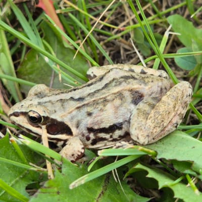 A close-up, eye-level shot shows a frog in a grassy environment. The frog, with light brown and grey skin, has dark stripes along its back and a dark band across its eye. Its left eye is visible, appearing dark and shiny. The frog is resting amongst blades of green grass and broad, green leaves, some of which have serrated edges. The background consists of dry grass and soil. The lighting suggests it is daytime. The image was captured in Novo-Slobodskoe, Russia.