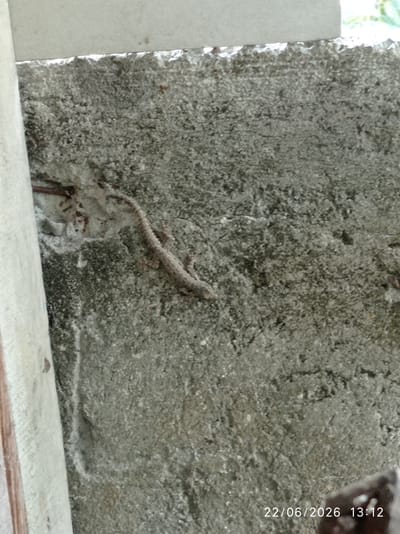 A small, light brown lizard with a patterned texture is clinging to a rough, gray concrete wall. The wall appears weathered and possibly part of an outdoor structure. The lizard's body is elongated, and its tail is curled. In the lower right corner of the image, a timestamp indicates "22/06/2026 13:12". The location of Sukaraja, Indonesia is also mentioned in the prompt, but there are no visual cues within the image to confirm this specific location.