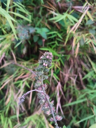 The image displays a close-up, vertical view of a plant stem in Pinnwe, Myanmar (Burma). The central subject is a green-brown stem with numerous small, tightly clustered flower buds or developing seeds, ranging in color from green to purple-pink. Several individual pale pink florets are visible towards the upper portion of the clusters, particularly near the apex. Small, white, possibly granular or particulate matter is scattered across some of the buds and stem. A single, thin, withered side branch extends horizontally to the left from the lower section of the main stem. The background is out of focus, consisting of dense, overlapping green and dry, yellowish-brown foliage, indicating a natural, uncultivated environment. No human subjects, animals, or man-made objects are present. There are no observable actions or interactions within the scene.