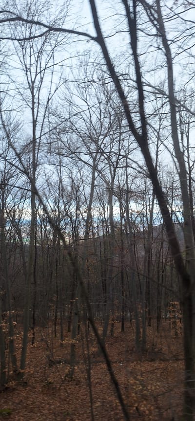 The image displays a dense deciduous forest, observed during late autumn or winter, located in the city of Tsar Kaloyan, Bulgaria. The scene is characterized by numerous bare-branched trees with dark grey to brown trunks extending vertically and forming a dense canopy against an overcast sky. The sky, visible through the intricate network of branches, is pale blue and white, indicating diffuse daylight. The forest floor is covered extensively with a thick layer of dry, fallen brown and reddish-orange leaves. No people, animals, or artificial objects are present within the frame. In the mid-distance, a darker, indistinct landform, potentially a hill or mountain, is faintly visible through the trees, particularly towards the upper right. The overall impression is of a quiet, dormant natural environment.