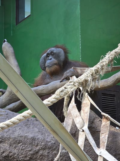 An orangutan perches on a tree branch, with ropes and netting in the foreground. The setting appears to be an enclosure, with a green wall in the background. The orangutan is gazing downward. The exact location within Uspenskii, Russia, is not discernible from the image alone.