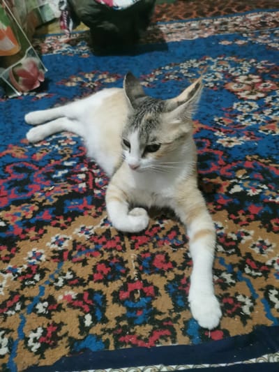 A calico cat with white, orange, and grey markings is lying on a colorful rug. The cat is facing to the right, with its head turned slightly towards the viewer. Its eyes are dark and appear to be looking down. The cat's front paws are tucked beneath its chest, and its hind legs are extended. The rug has a intricate pattern with shades of blue, red, brown, and black. In the background, partially visible objects suggest an indoor setting, possibly a room in a home. The lighting suggests it is daytime, but the intensity of the light is not clear. The overall scene conveys a sense of relaxation and domesticity. There is no visible text in the image.