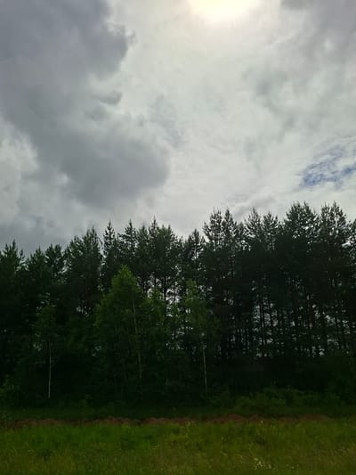 The image depicts a view of a forest line in Lesnye Morkvashi, Russia, under a cloudy sky. The foreground consists of a strip of green grass, appearing somewhat wild and unkempt, with some patches of dry earth or debris. Behind the grass is a dense line of dark green trees, predominantly pine trees with their characteristic pointed tops, forming a solid wall of foliage. Interspersed among the pines are some deciduous trees, lighter in color and with a more rounded canopy. The sky above is a mix of dramatic, dark gray clouds, suggesting impending weather, and lighter, more diffuse patches of sky. The sun is partially obscured by the clouds, casting a soft, hazy light. The overall scene evokes a sense of natural wilderness and perhaps a coming change in the weather. There are no people or man-made structures visible in the image.
