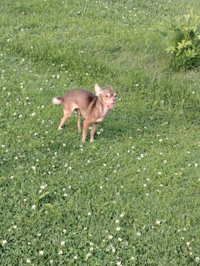 A small, light brown dog stands in a grassy field dotted with white clover flowers. The dog is facing to the right, with its tongue hanging out and its head tilted slightly. Its ears are perked up. The grass is a vibrant green, and there are some larger green plants in the upper right portion of the image. The scene appears to be outdoors, possibly a park or a meadow. The image is taken from a slightly elevated perspective. The location is Soivolovskaya, Russia.
